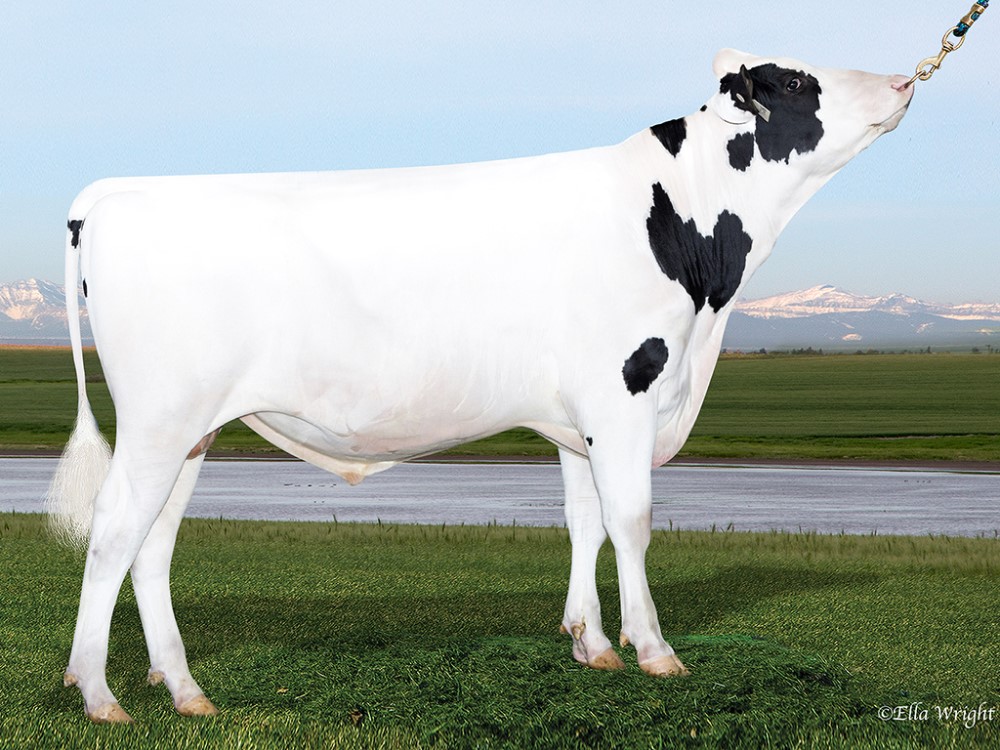 A bull standing in a field